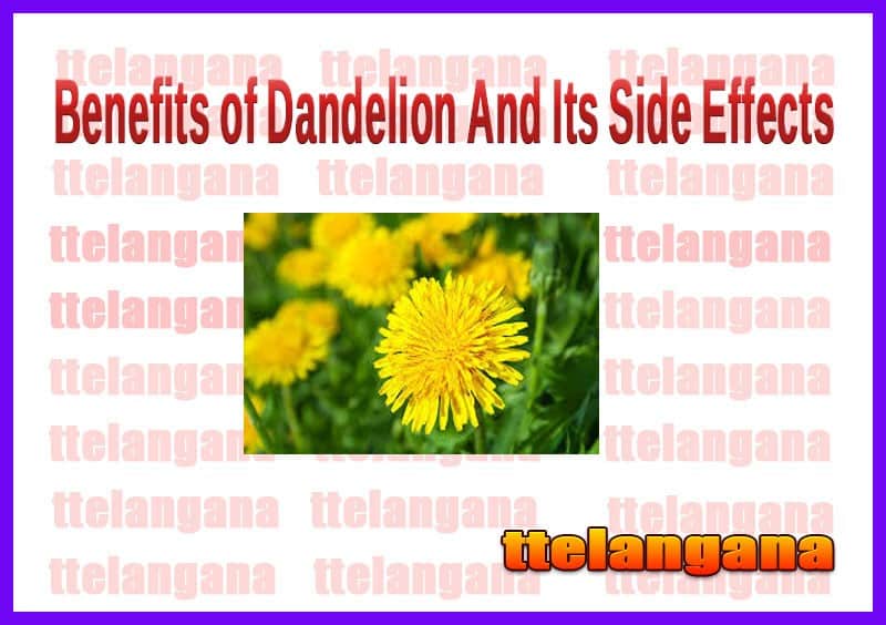 Benefits of Dandelion And Its Side Effects