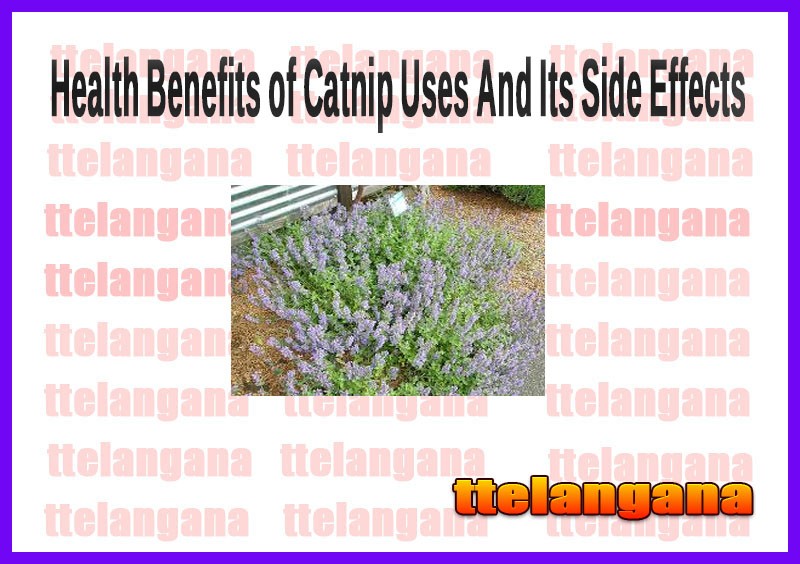 Health Benefits of Catnip Uses And Its Side Effects