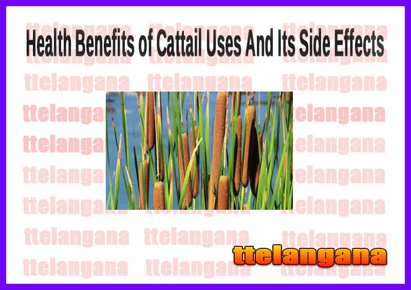 Health Benefits of Cattail Uses And Its Side Effects