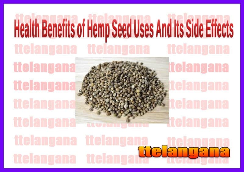 Health Benefits of Hemp Seed Uses And Its Side Effects
