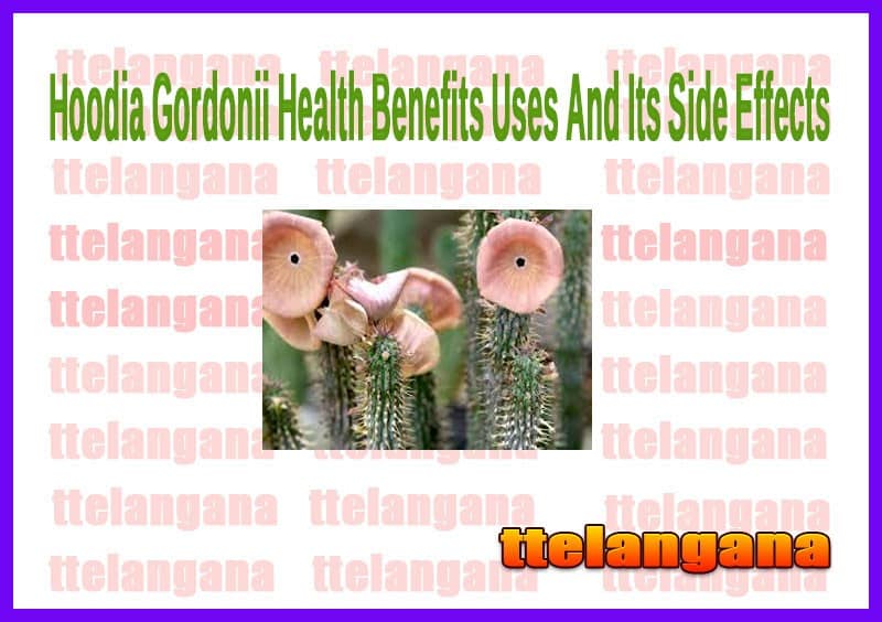 Hoodia Gordonii Health Benefits Uses And Its Side Effects