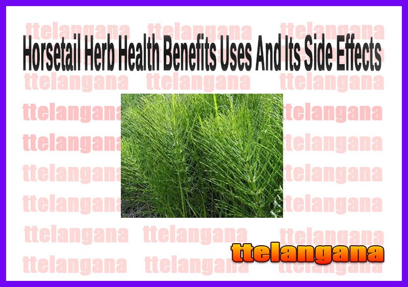 Horsetail Herb Health Benefits Uses And Its Side Effects