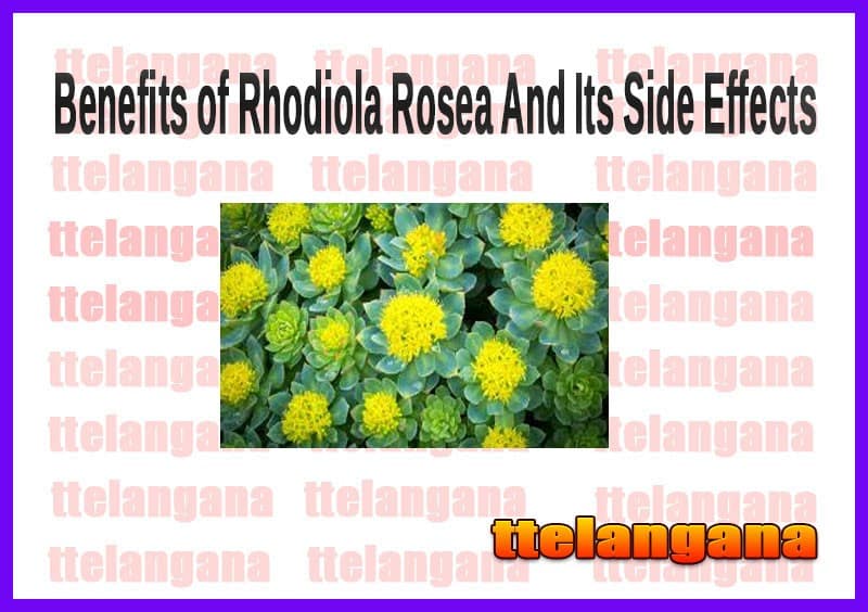Benefits of Rhodiola Rosea And Its Side Effects