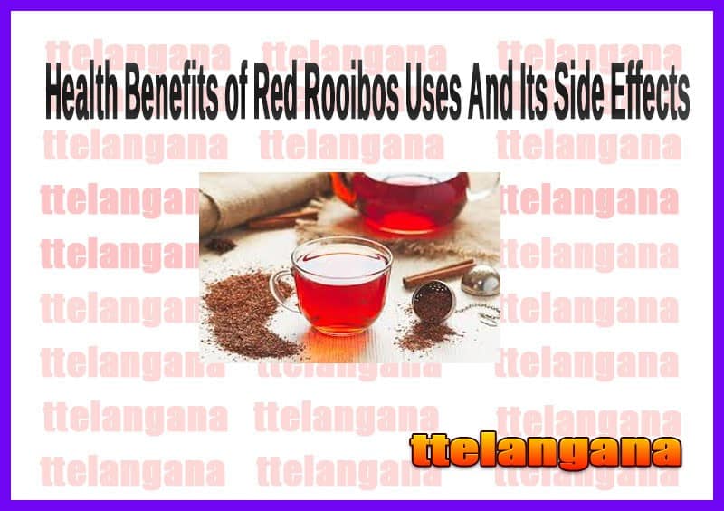 Health Benefits of Red Rooibos Uses And Its Side Effects