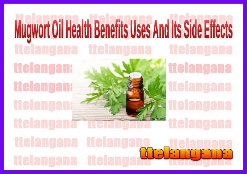 Mugwort Oil Health Benefits Uses And Its Side Effects