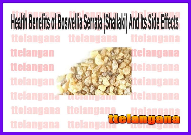 Health Benefits of Boswellia Serrata (Shallaki) And Side Effects