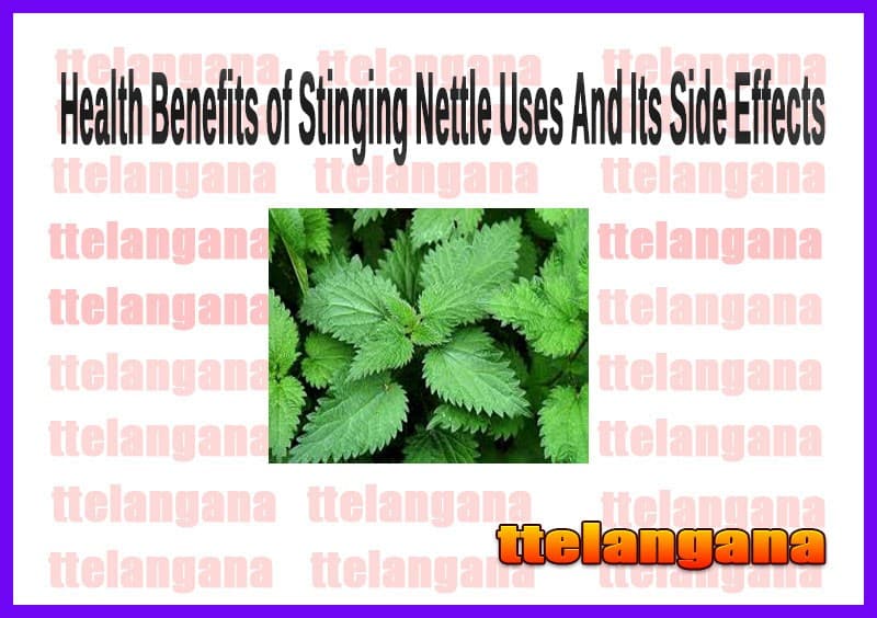 Health Benefits of Stinging Nettle Uses And Its Side Effects