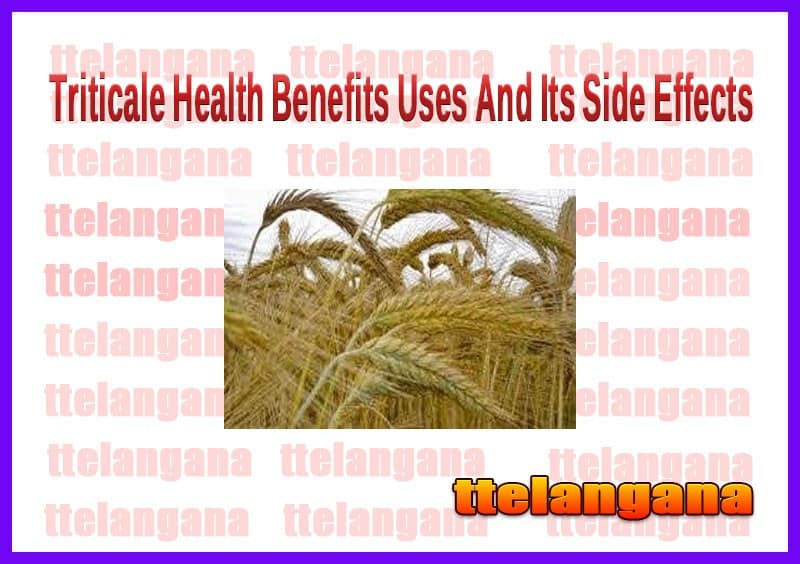 Triticale Health Benefits Uses And Its Side Effects