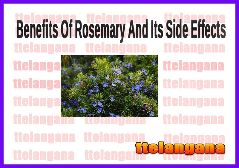 Benefits Of Rosemary And Its Side Effects