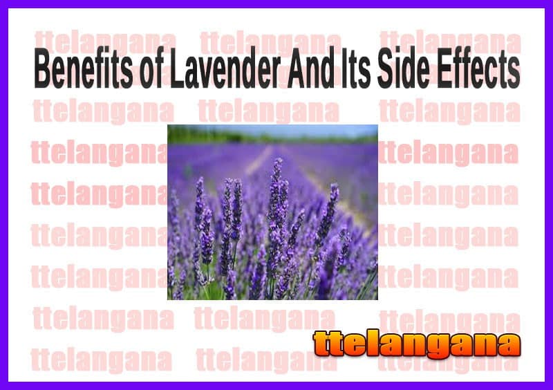 Benefits of Lavender And Its Side Effects