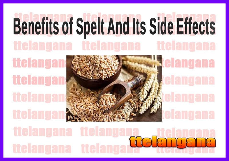 Health Benefits of Spelt And Its Side Effects