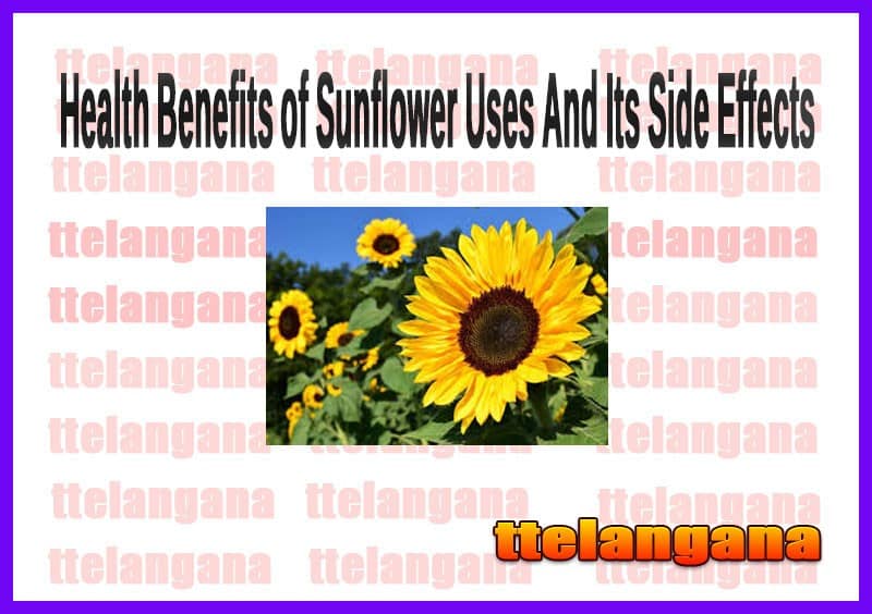 Health Benefits of Sunflower Uses And Its Side Effects
