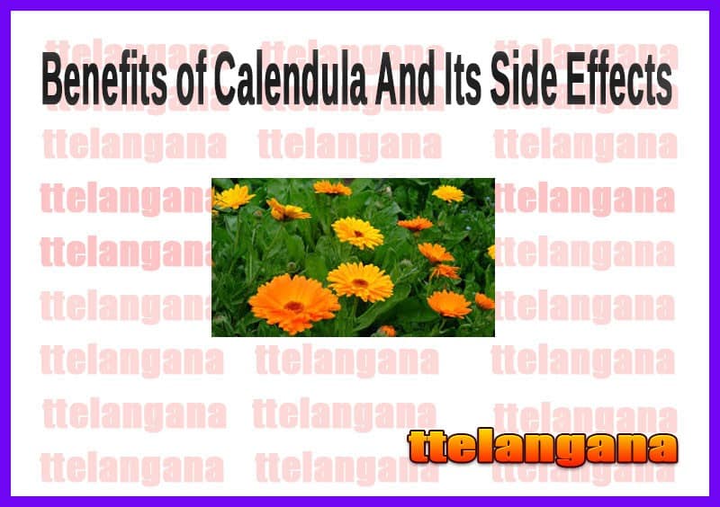Benefits of Calendula And Its Side Effects