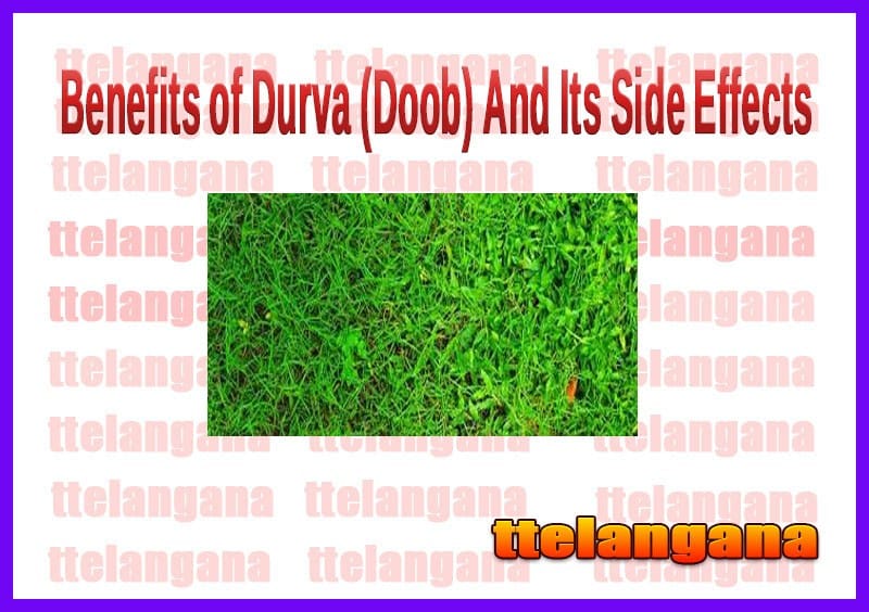 Benefits of Durva (Doob) And Its Side Effects