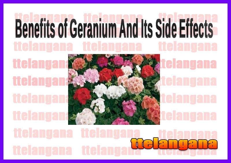 Health Benefits of Geranium And Its Side Effects