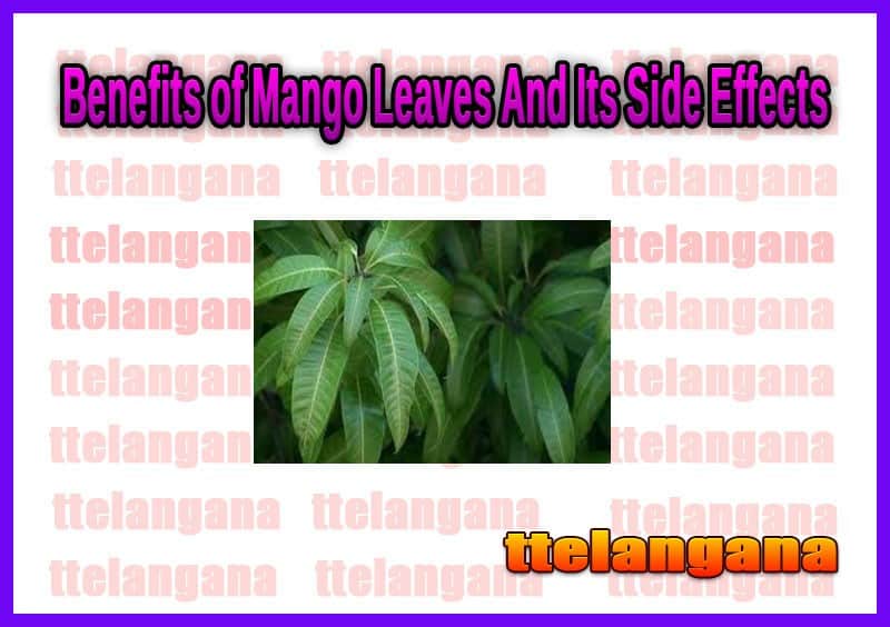 Benefits of Mango Leaves And Their Side Effects