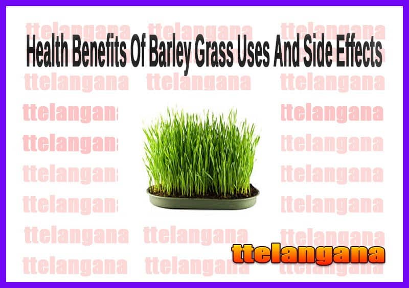 Health Benefits Of Barley Grass Uses And Side Effects