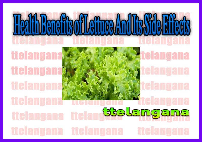 Health Benefits of Lettuce And Its Side Effects