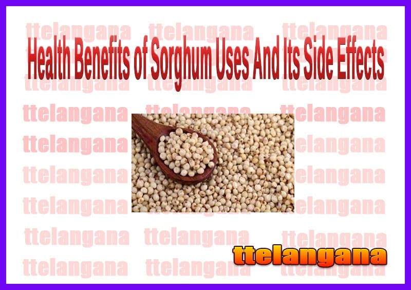 Health Benefits of Sorghum Uses And Its Side Effects
