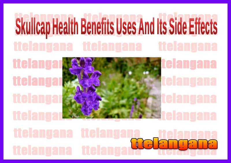 Health Benefits Of Skullcap Uses And Its Side Effects