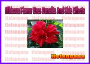 Hibiscus flower Of Uses and Side Effects 