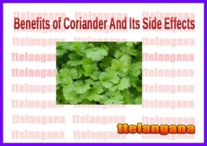Health Benefits Of Coriander Uses And Side Effects
