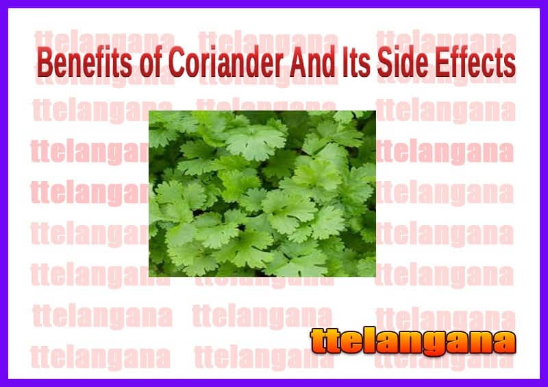 Benefits of Coriander And Its Side Effects