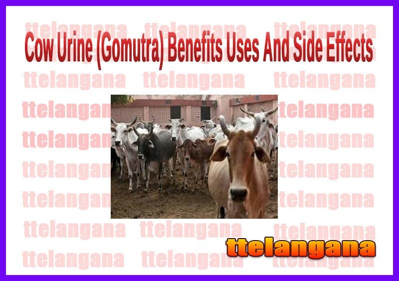 Benefits Of Cow Urine (Gomutra) Uses And Side Effects