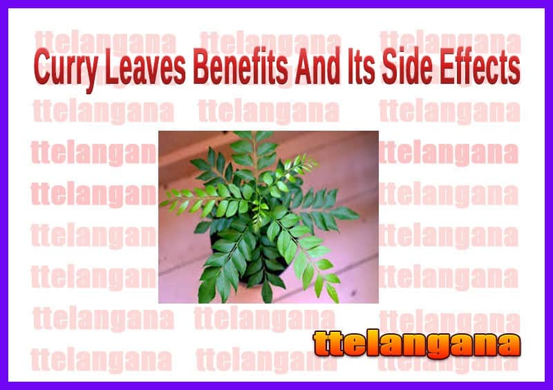 Curry Leaves Benefits And Its Side Effects