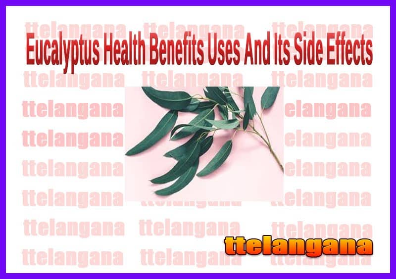 Eucalyptus Health Benefits Uses And Its Side Effects