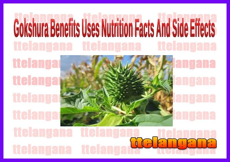 Gokshura Benefits Uses Nutrition Facts And Side Effects