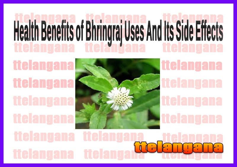 Health Benefits of Bhringraj Uses And Its Side Effects
