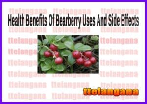 Health Benefits Of Bearberry Uses And Side Effects