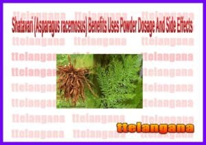 Benefits of Shatavari (Asparagus racemosus) Uses And Side Effects