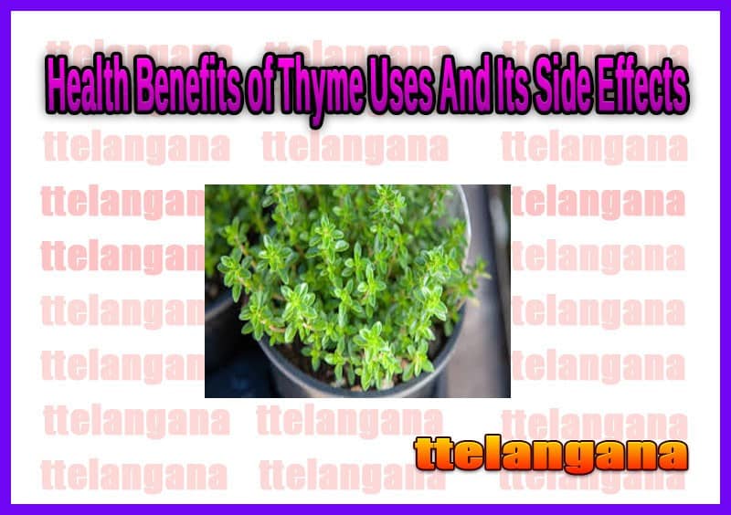Health Benefits of Thyme Uses And Its Side Effects