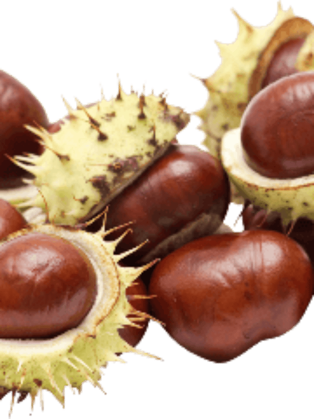 Benefits of chestnut and its side effects