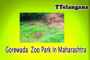 Gorewada Zoo Park In Maharashtra
