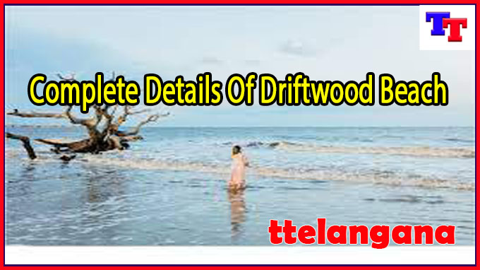 Complete Details Of Driftwood Beach