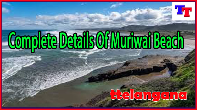 Complete Details Of Muriwai Beach